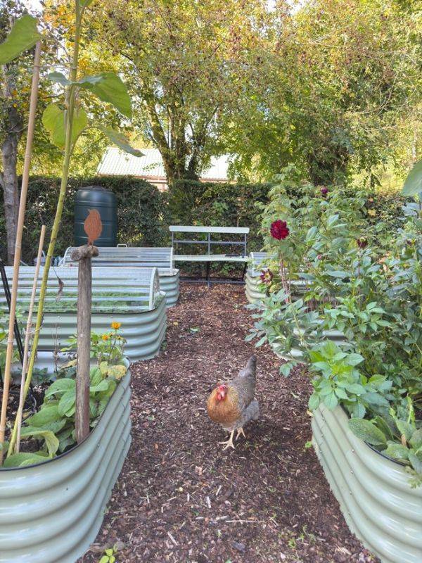 Vanessa Price Kitchen Garden Blog 4